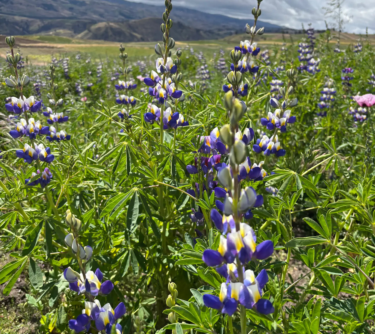 More Than Nourishment: How Andean Chocho Gives Back to the Soil