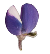 Regenerative by Nature